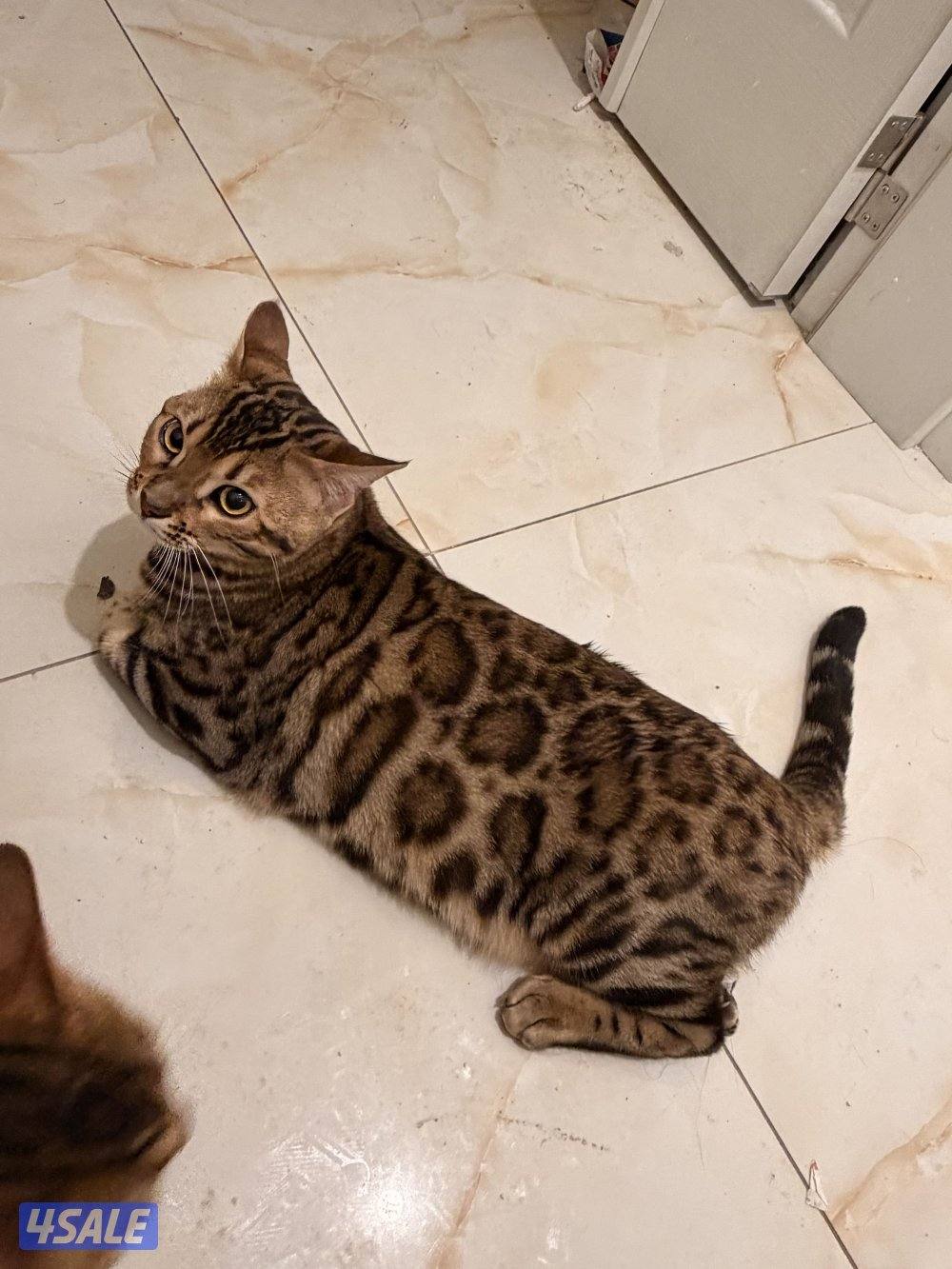 قطط بنغال بيور براون / سلفر / ماربل6