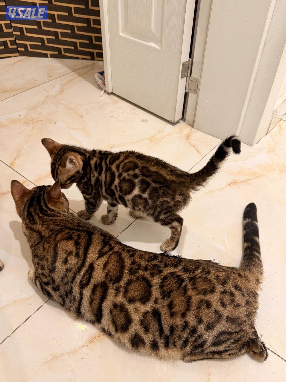 قطط بنغال بيور براون / سلفر / ماربل7