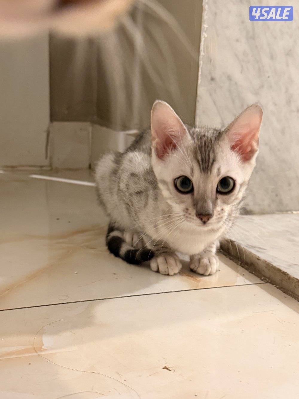 قطط بنغال بيور براون / سلفر / ماربل8