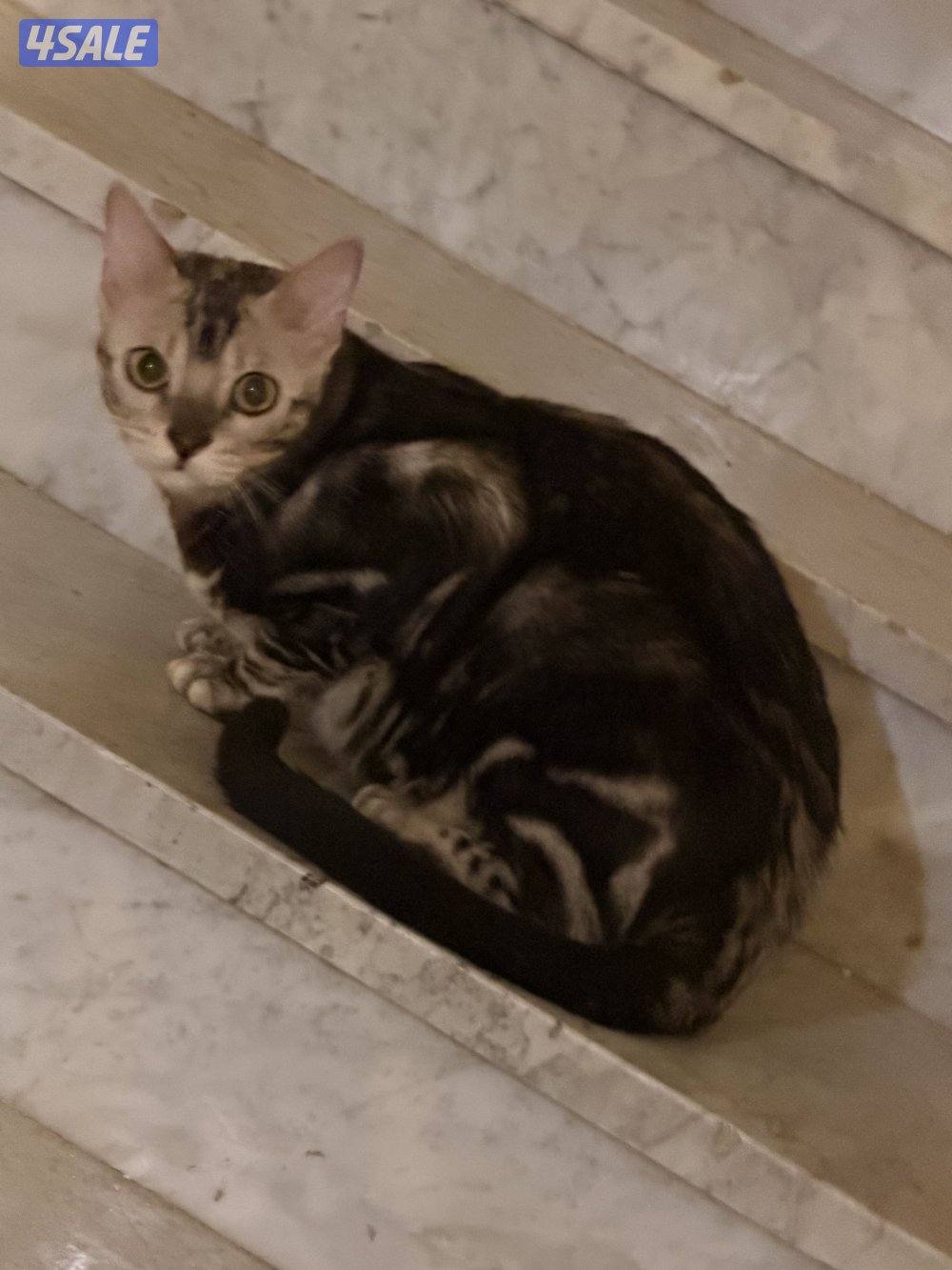 قطط بنغال بيور براون / سلفر / ماربل9