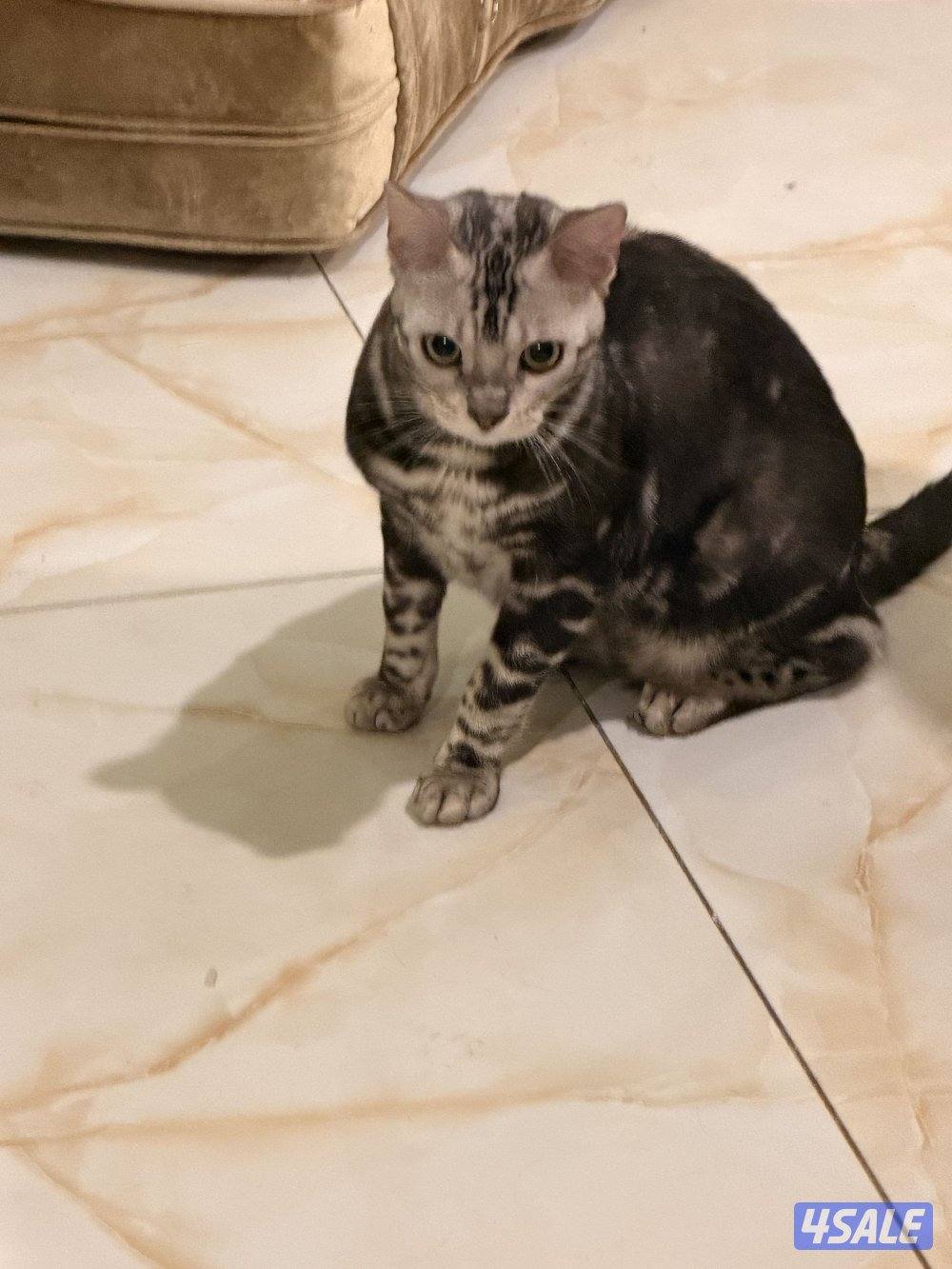 قطط بنغال بيور براون / سلفر / ماربل10