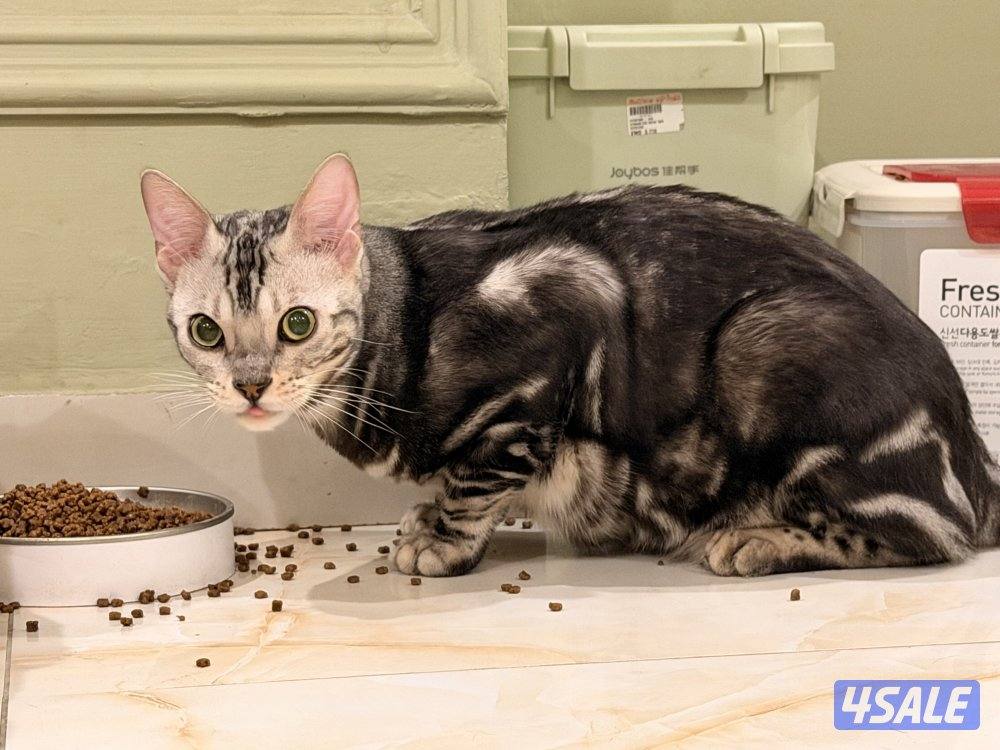 قطط بنغال بيور براون / سلفر / ماربل2