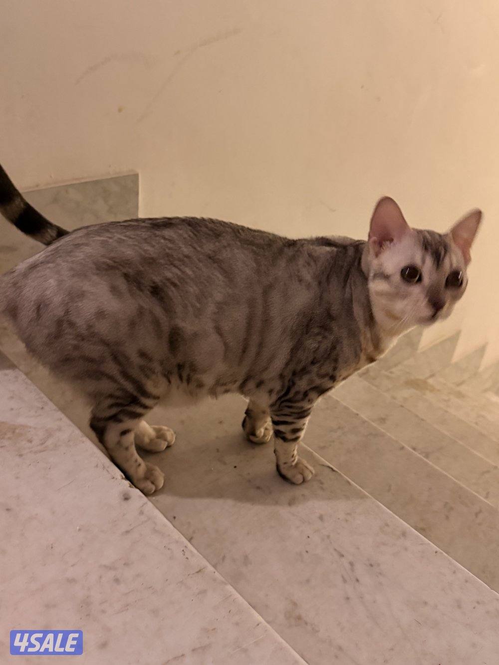 قطط بنغال بيور براون / سلفر / ماربل11