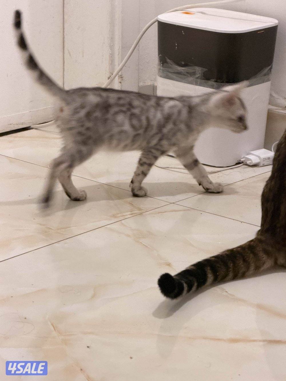 قطط بنغال بيور براون / سلفر / ماربل12