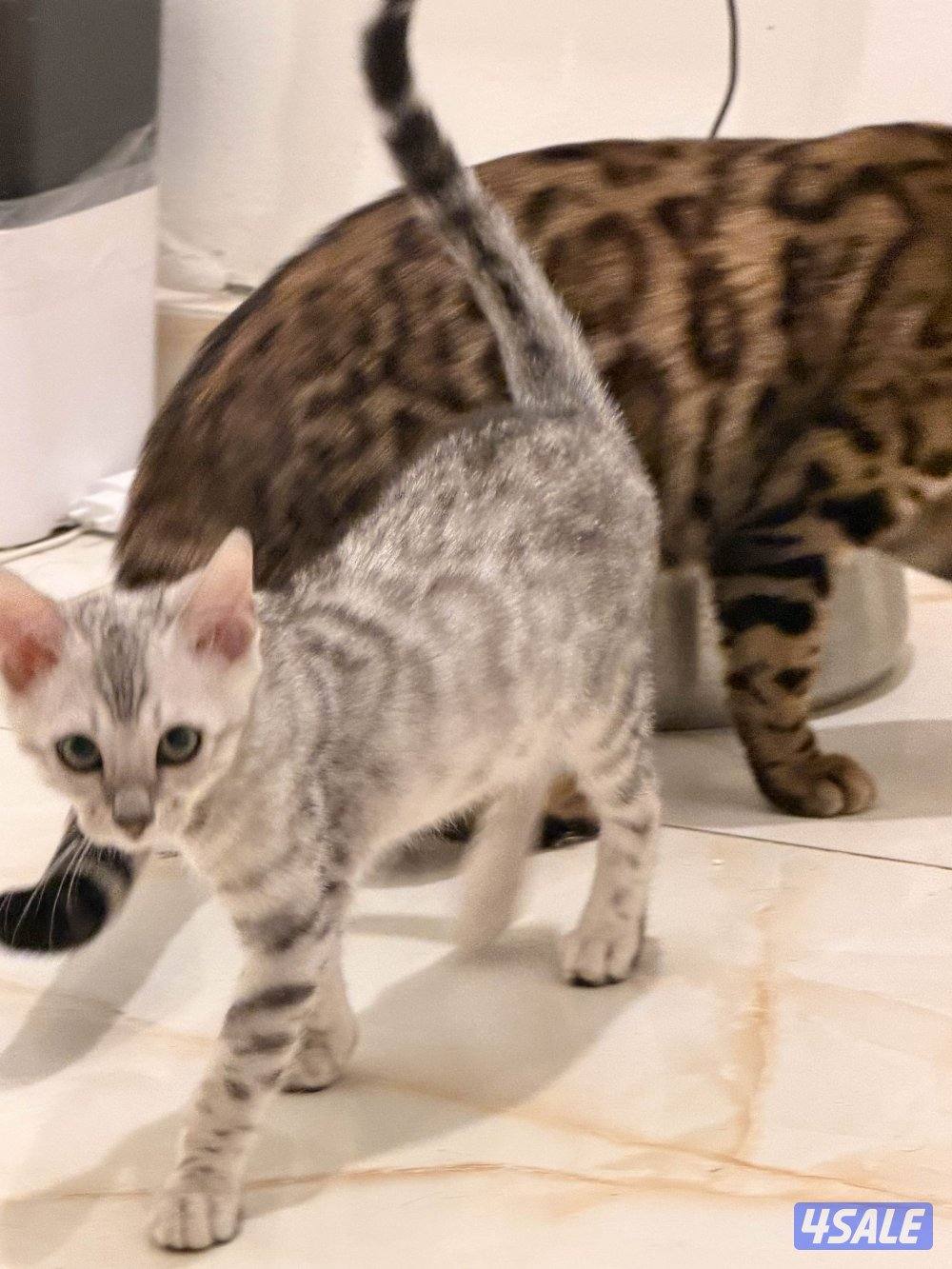 قطط بنغال بيور براون / سلفر / ماربل13