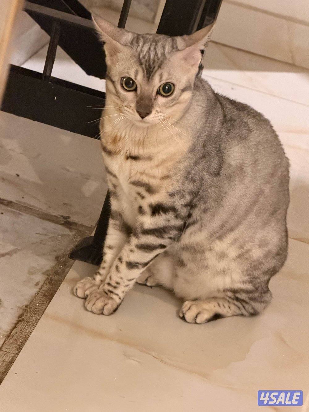 قطط بنغال بيور براون / سلفر / ماربل14