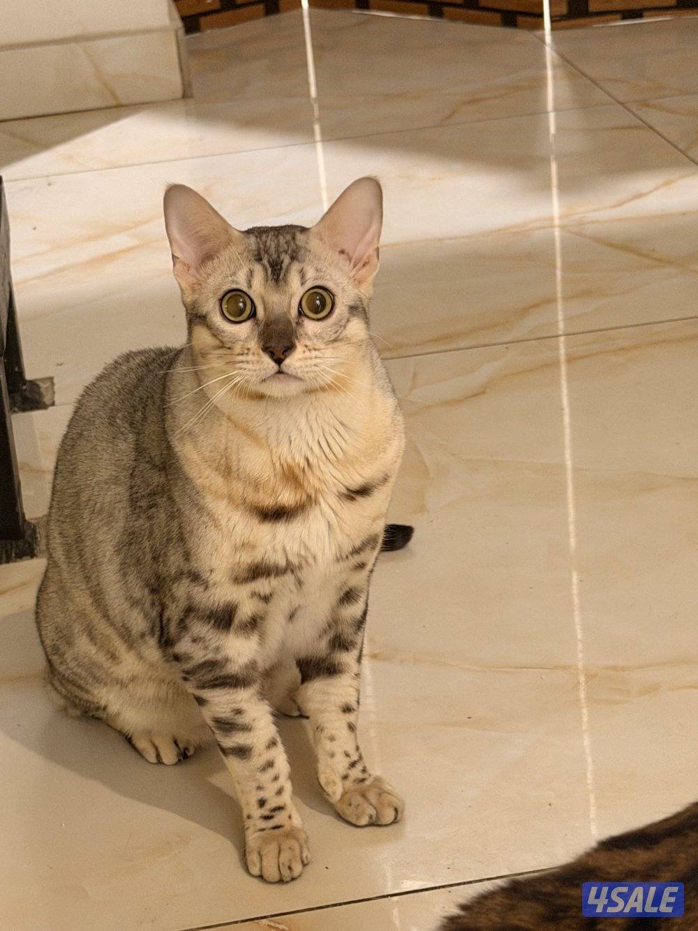 قطط بنغال بيور براون / سلفر / ماربل15