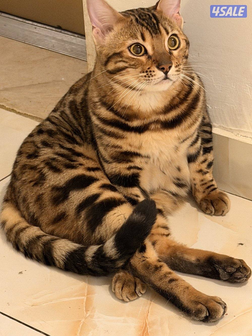 قطط بنغال بيور براون / سلفر / ماربل0