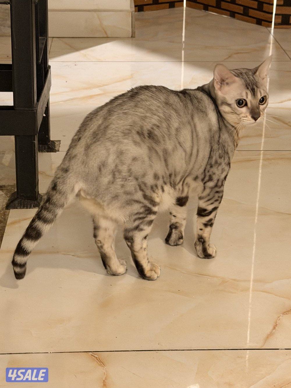 قطط بنغال بيور براون / سلفر / ماربل4