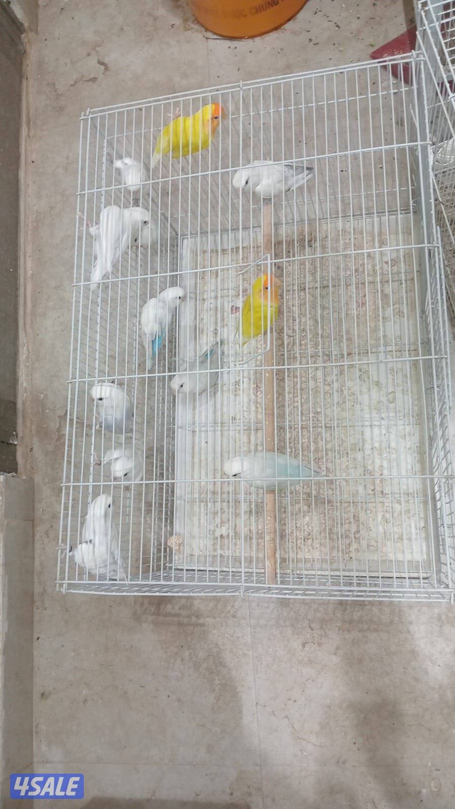 ازواج طيورلوف بيرد انتاج🇰🇼0