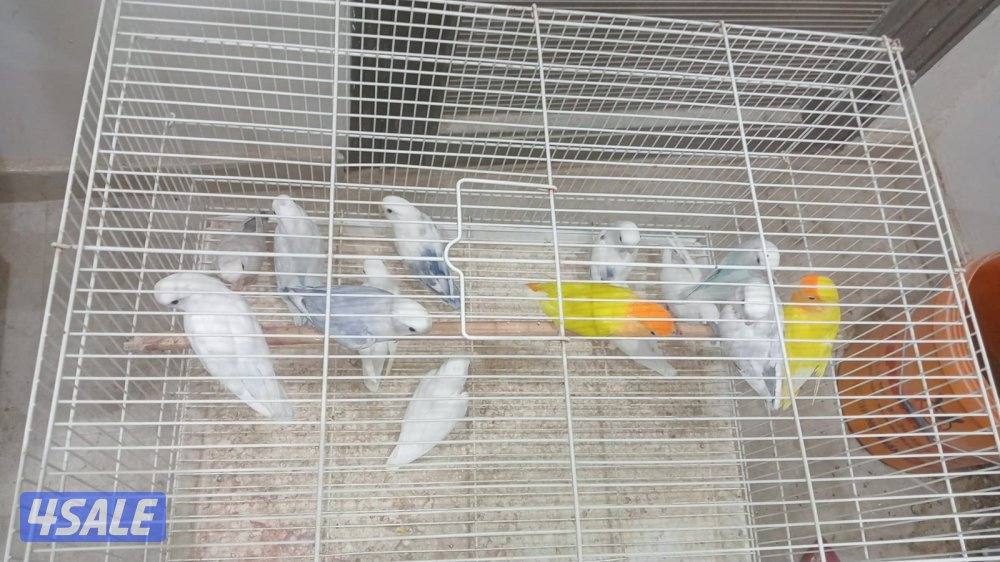 ازواج طيورلوف بيرد انتاج🇰🇼1