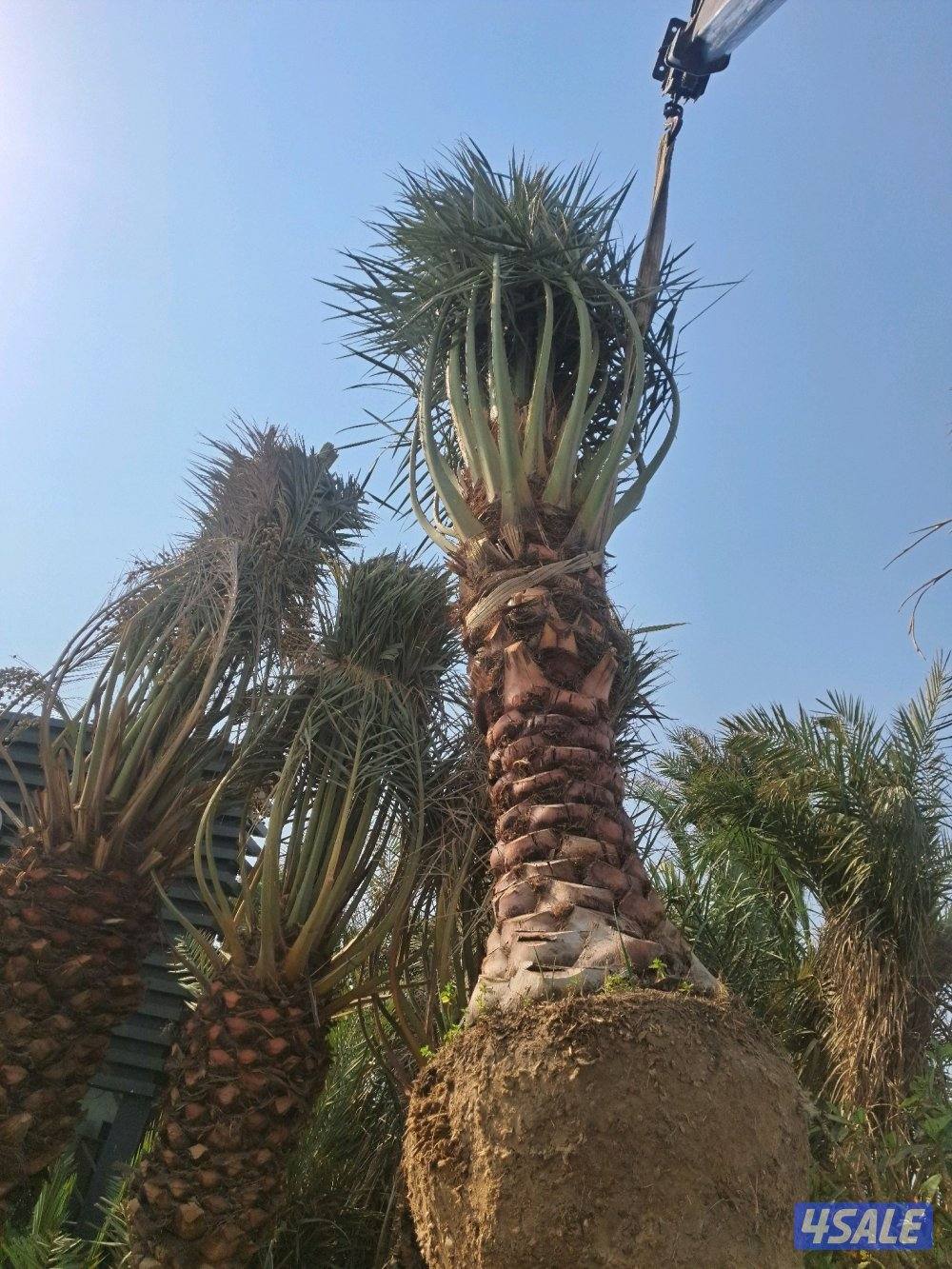 زراع اهوازى نخيل جميع مناطق الكويت اقل أسعار1