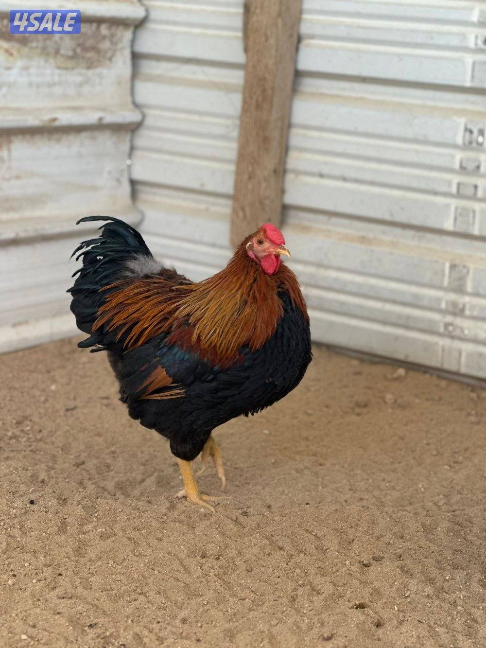 للبيع ديوك0