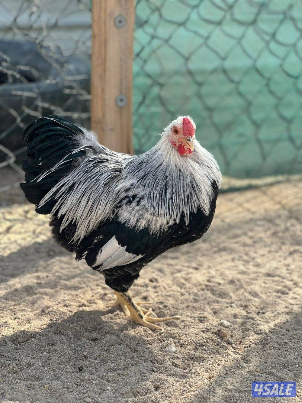 للبيع ديوك1