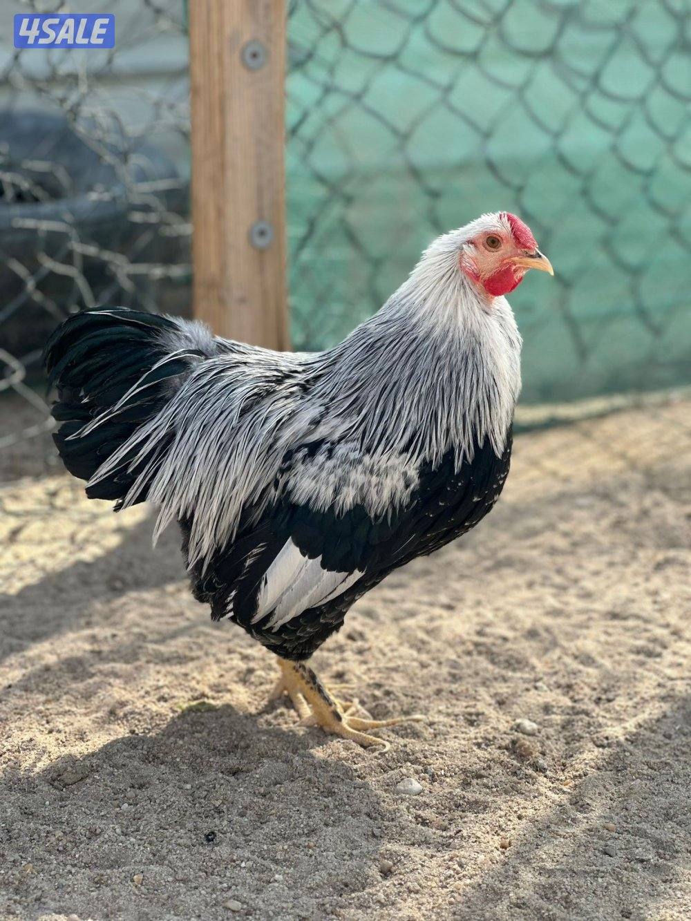 للبيع ديوك2