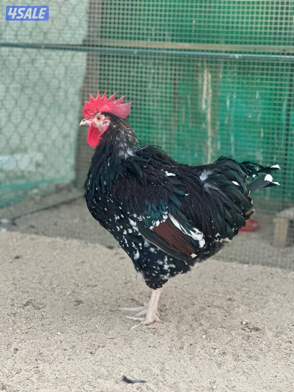 للبيع ديوك3