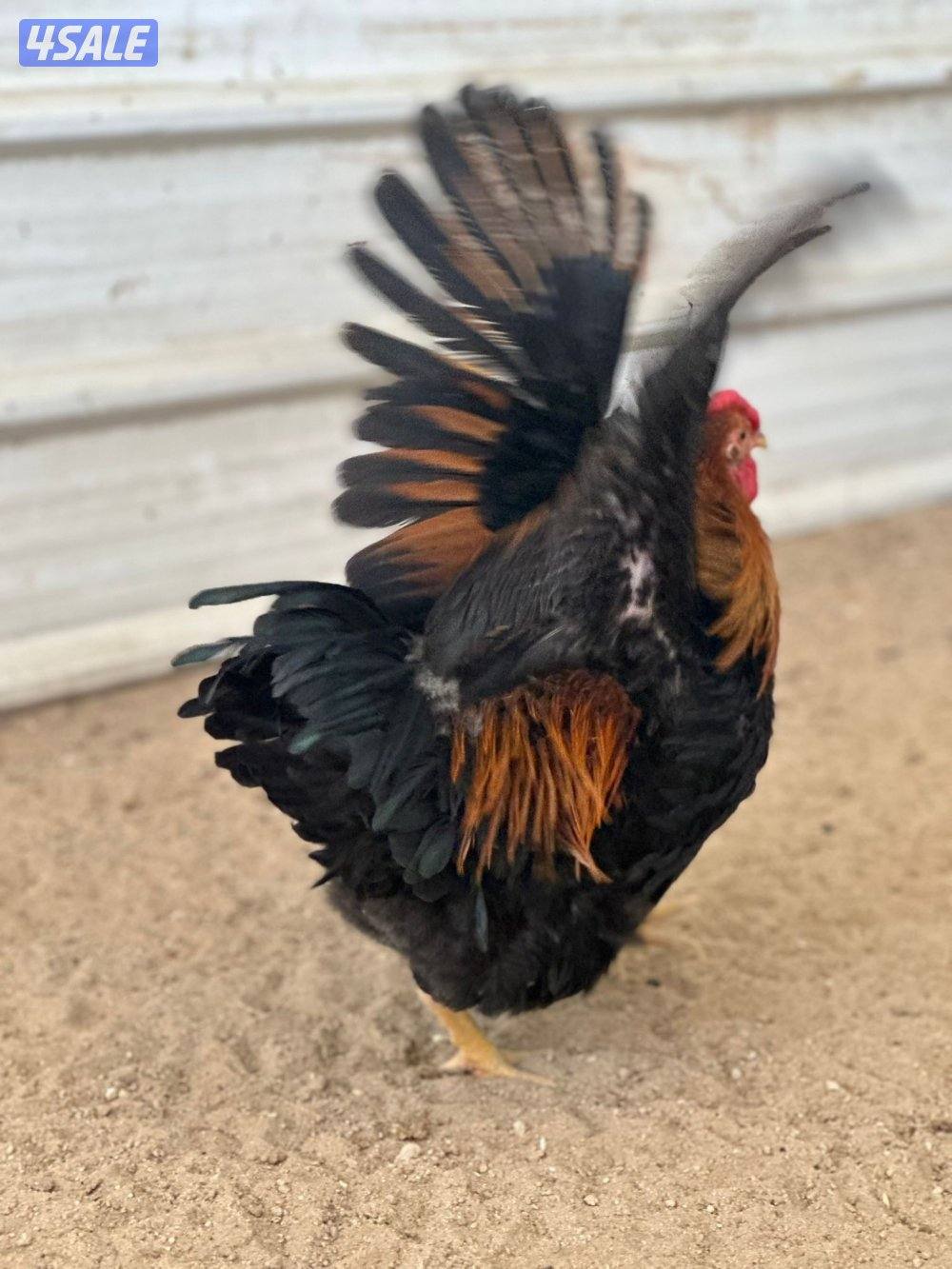 للبيع ديوك4