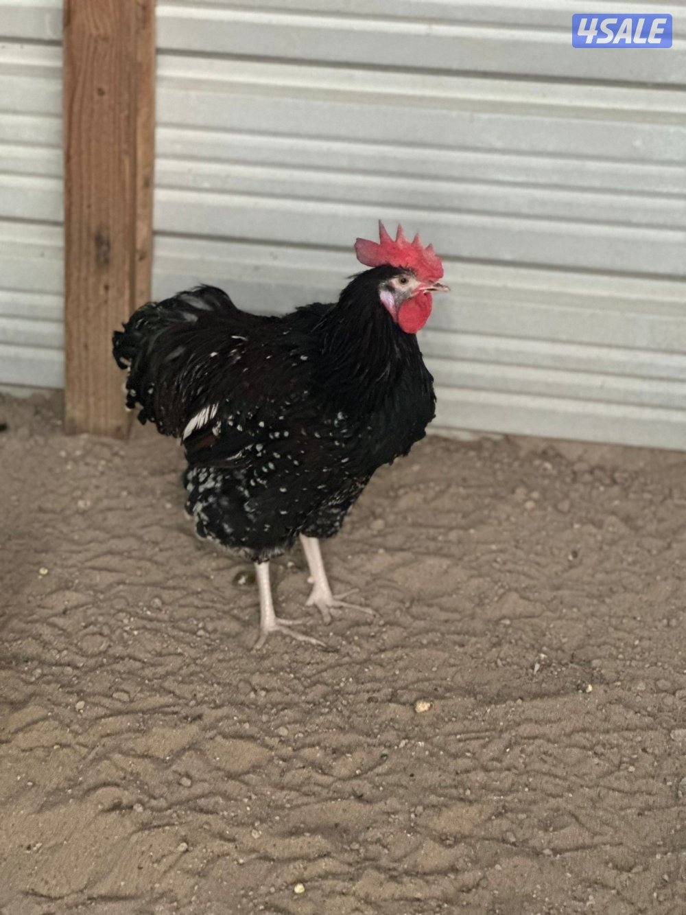 للبيع ديوك5