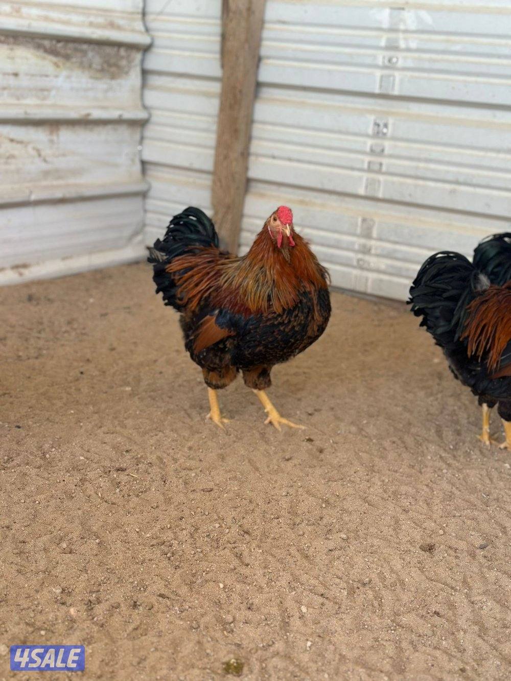 للبيع ديوك6