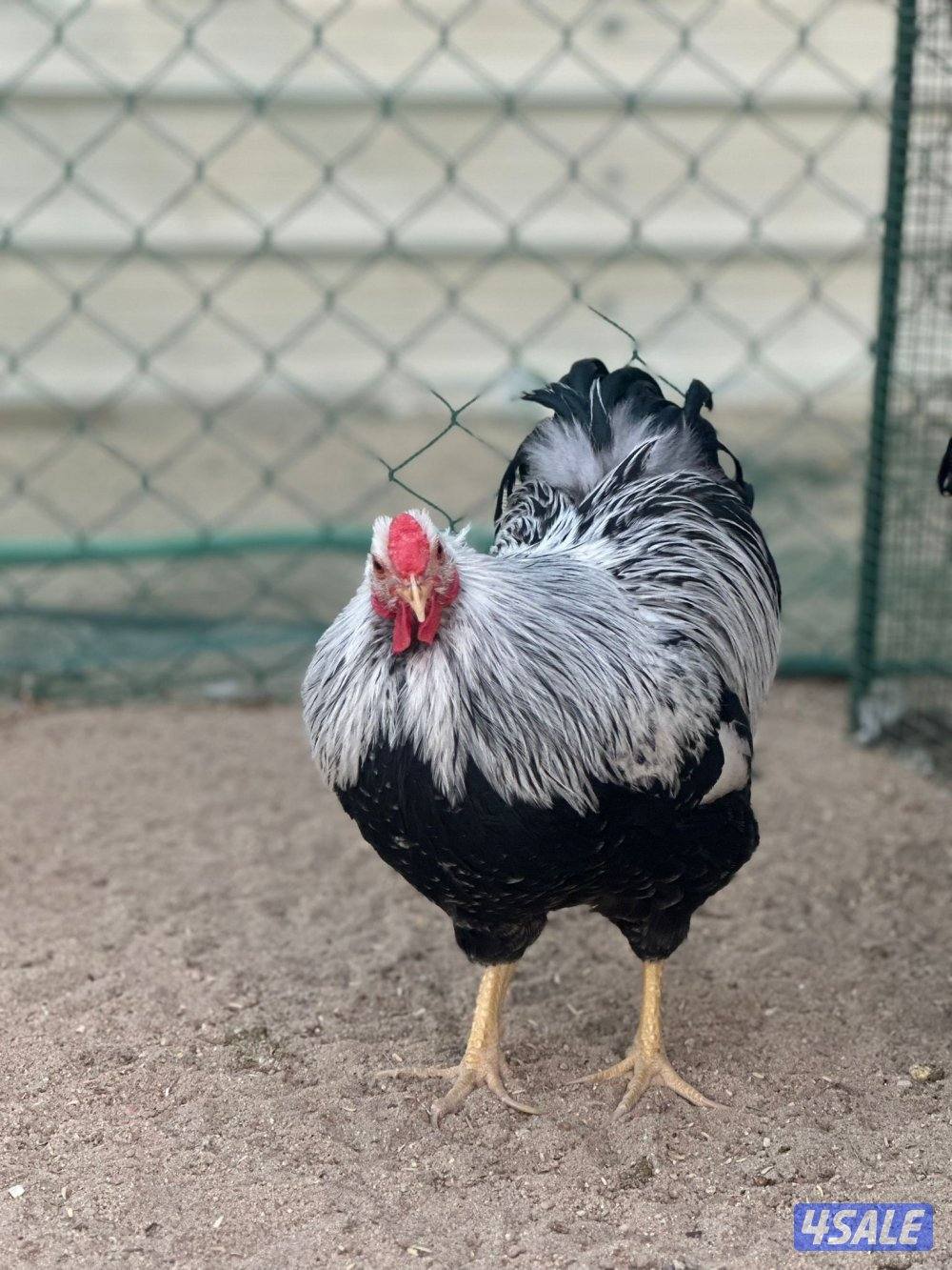 للبيع ديوك7