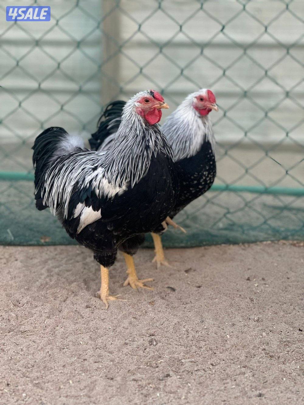 للبيع ديوك8