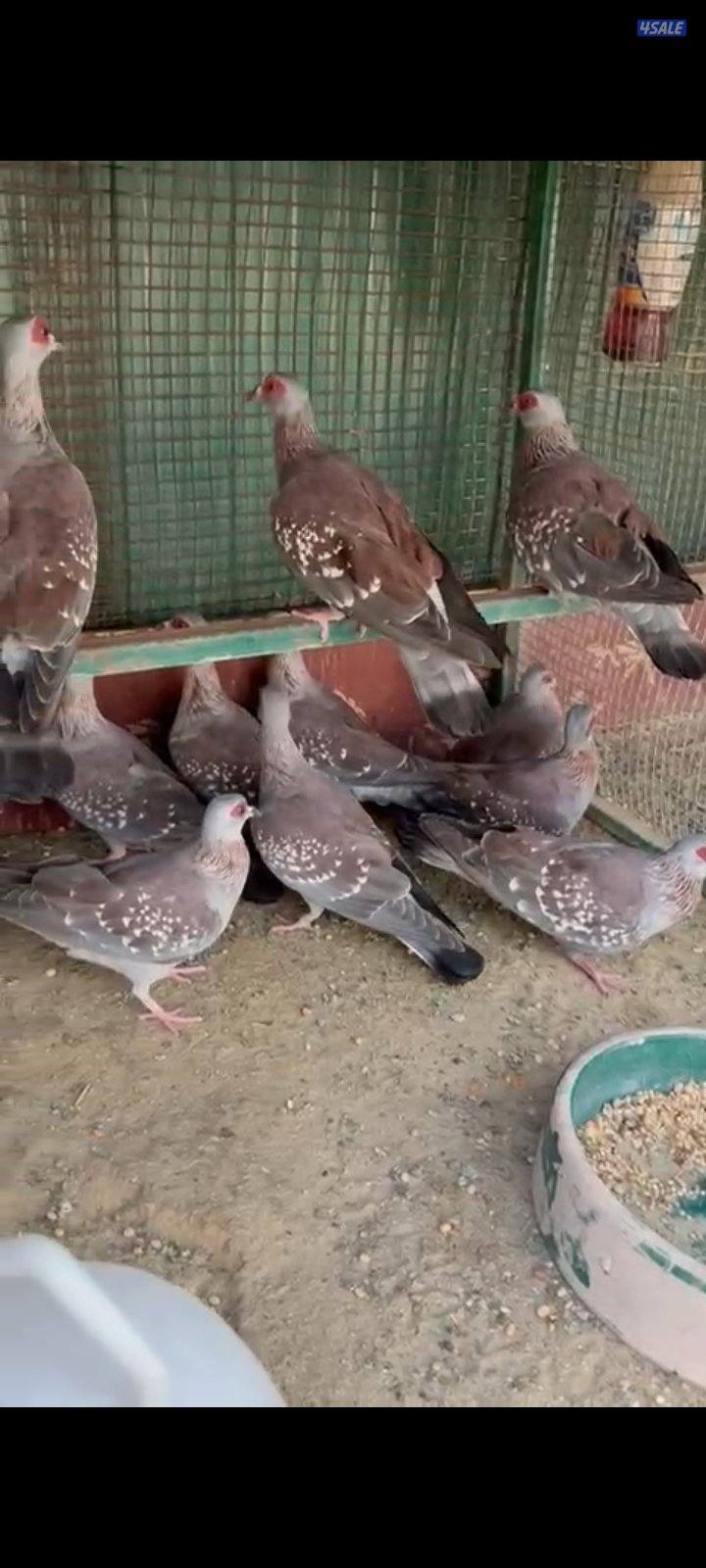 حمام أفريقي بوجفن0