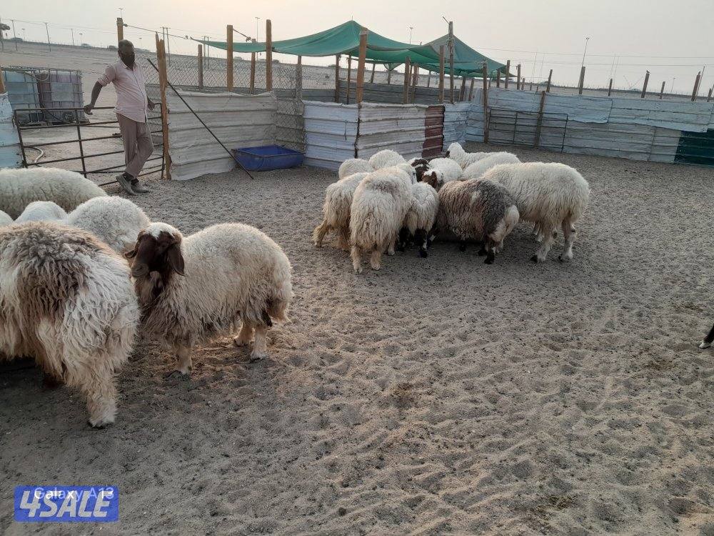 غنم للبيع طليان ورخال و خرفان في كبد الهجن0