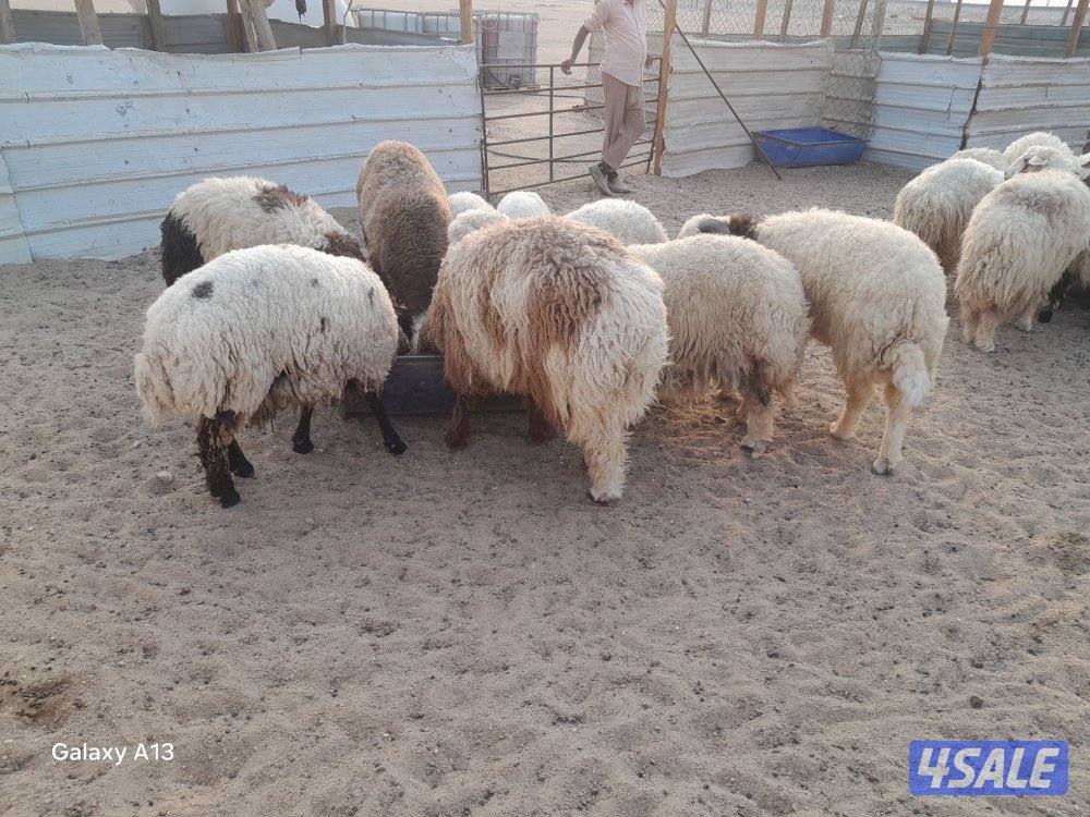 غنم للبيع طليان ورخال و خرفان في كبد الهجن1