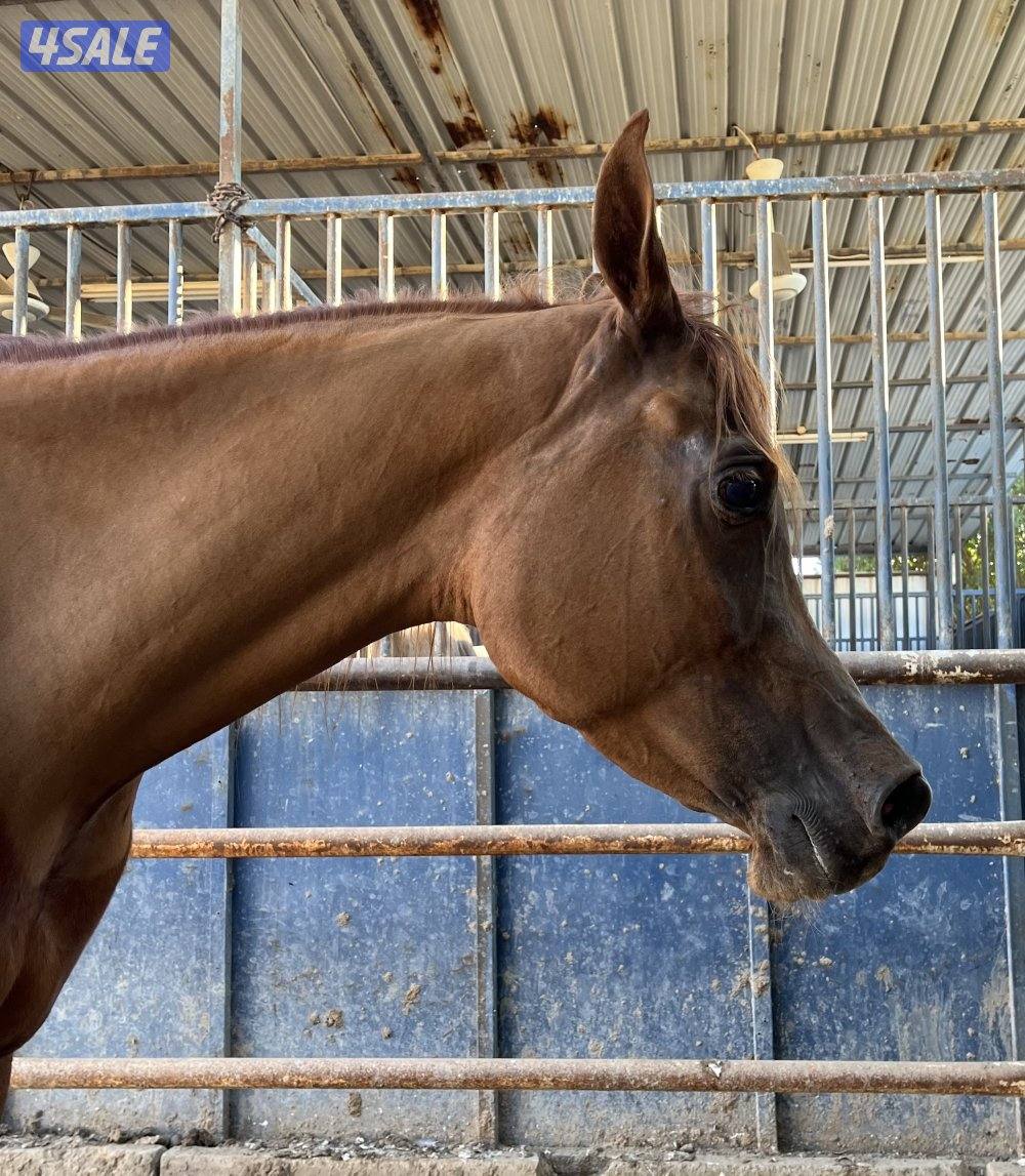 فرس مصرية بيور دم فاااخر لاقح منتجه  مع إمكانية تقسيط المبلغ1