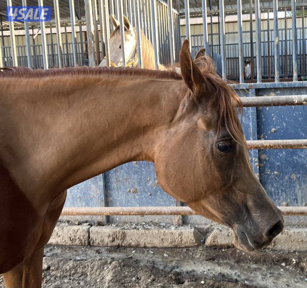 فرس مصرية بيور دم فاااخر لاقح منتجه  مع إمكانية تقسيط المبلغ2