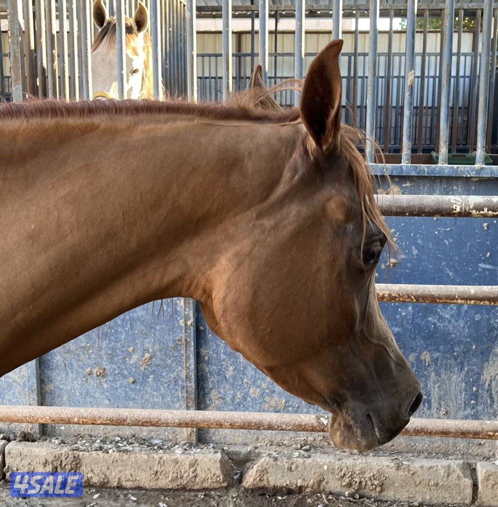 فرس مصرية بيور دم فاااخر لاقح منتجه  مع إمكانية تقسيط المبلغ3