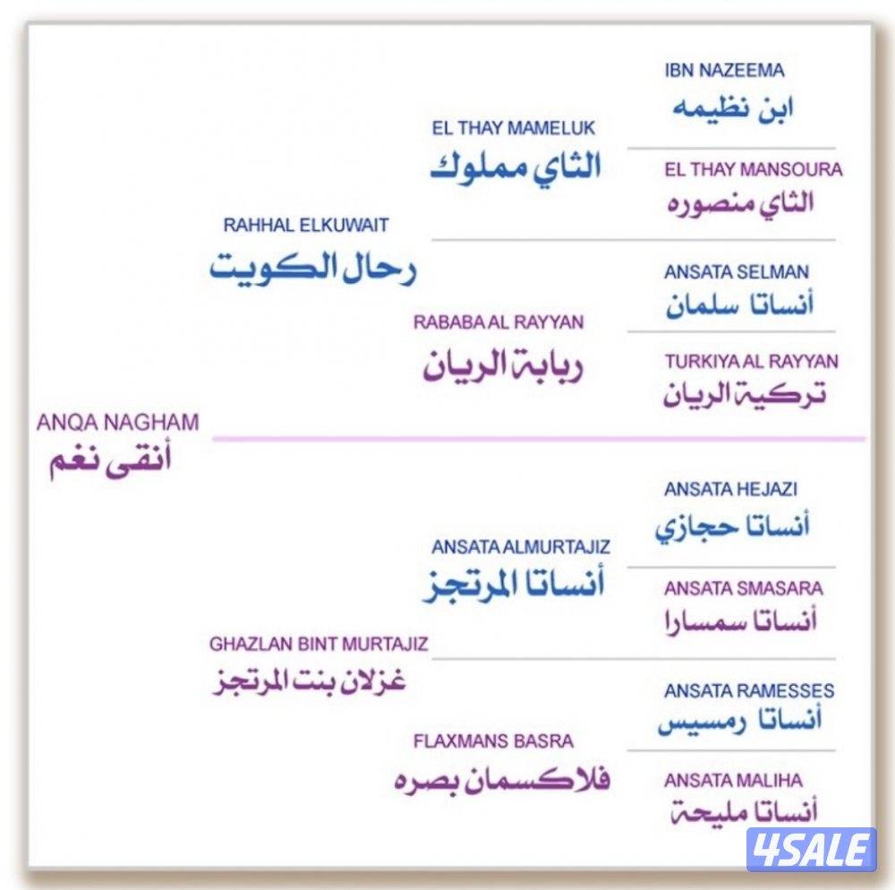 فرس مصرية بيور دم فاااخر لاقح منتجه  مع إمكانية تقسيط المبلغ4