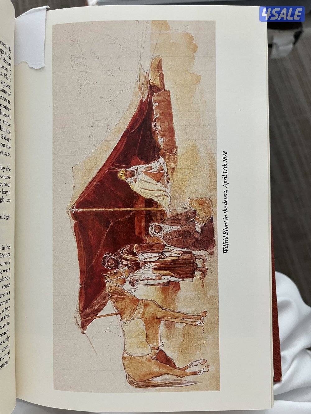 فرس مصرية بيور دم فاااخر لاقح منتجه  مع إمكانية تقسيط المبلغ5