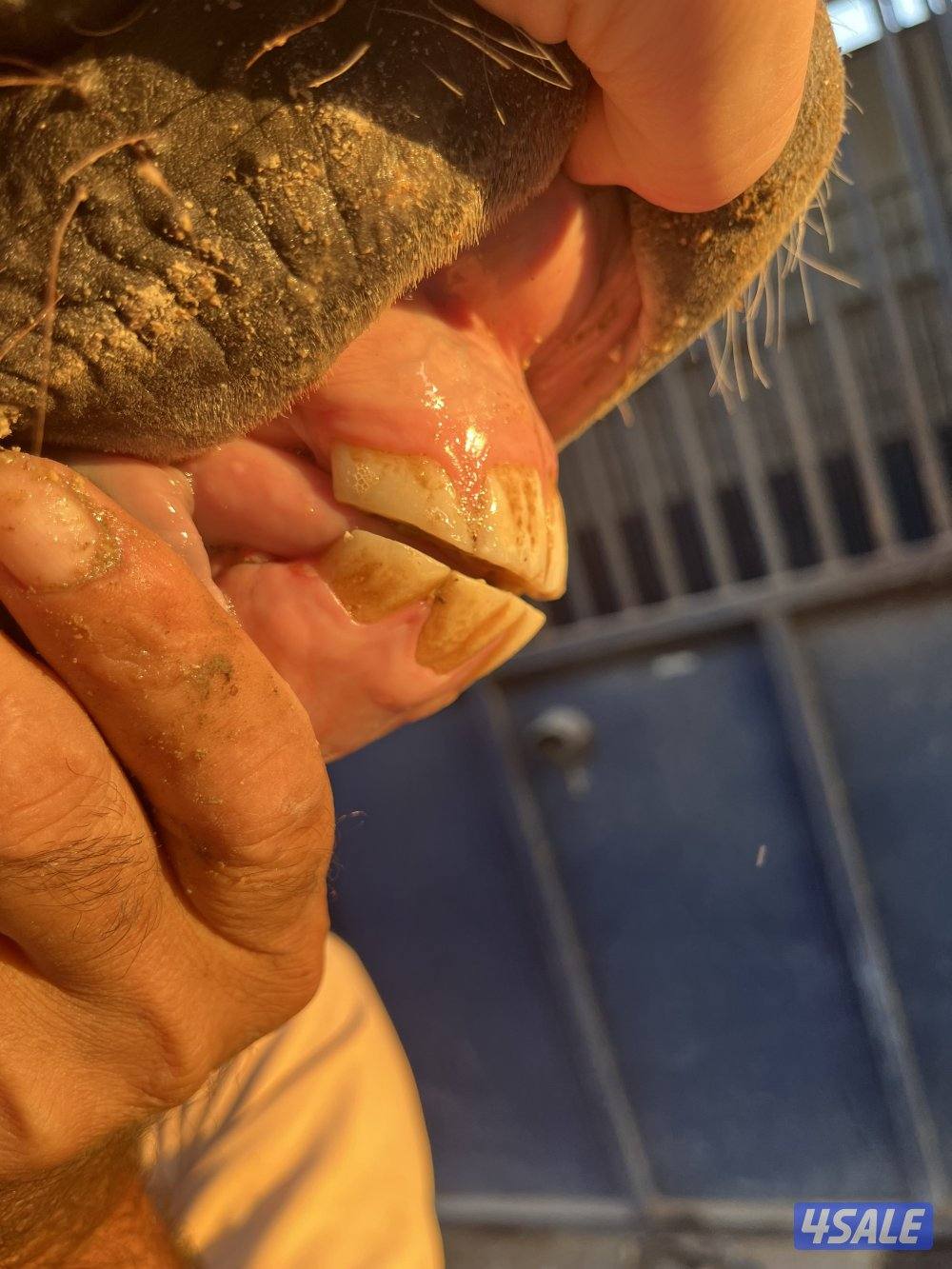 فرس مصرية بيور دم فاااخر لاقح منتجه  مع إمكانية تقسيط المبلغ6