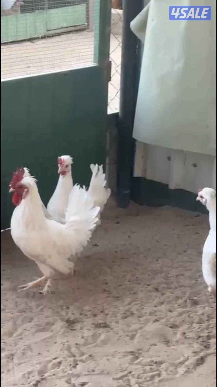 جواخير الوفرة0