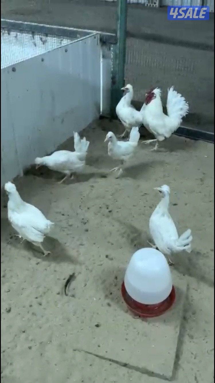 جواخير الوفرة2