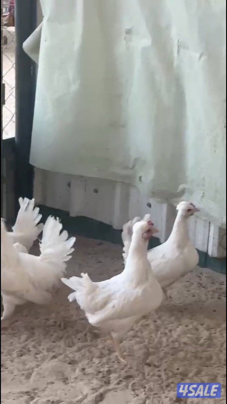 جواخير الوفرة1