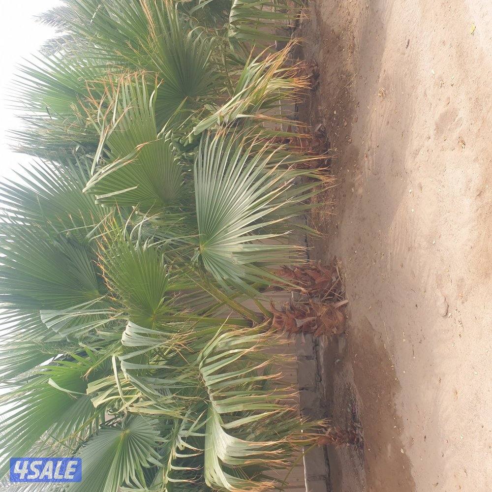 مزارع الوفره1