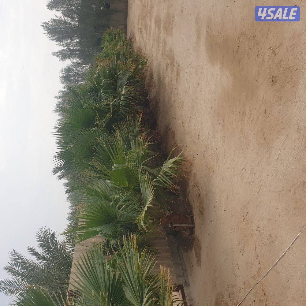 مزارع الوفره2