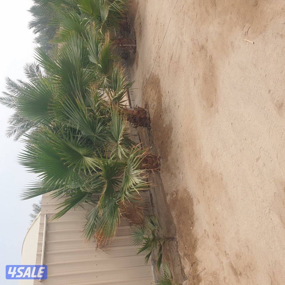 مزارع الوفره3