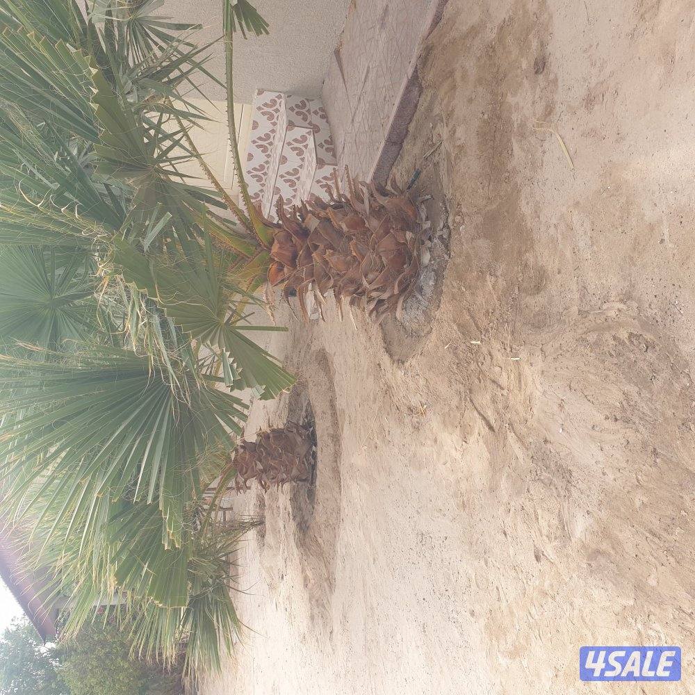 مزارع الوفره4