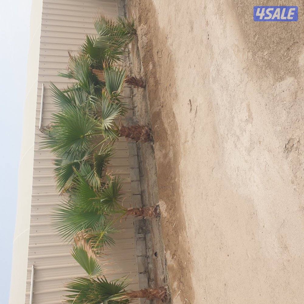 مزارع الوفره6