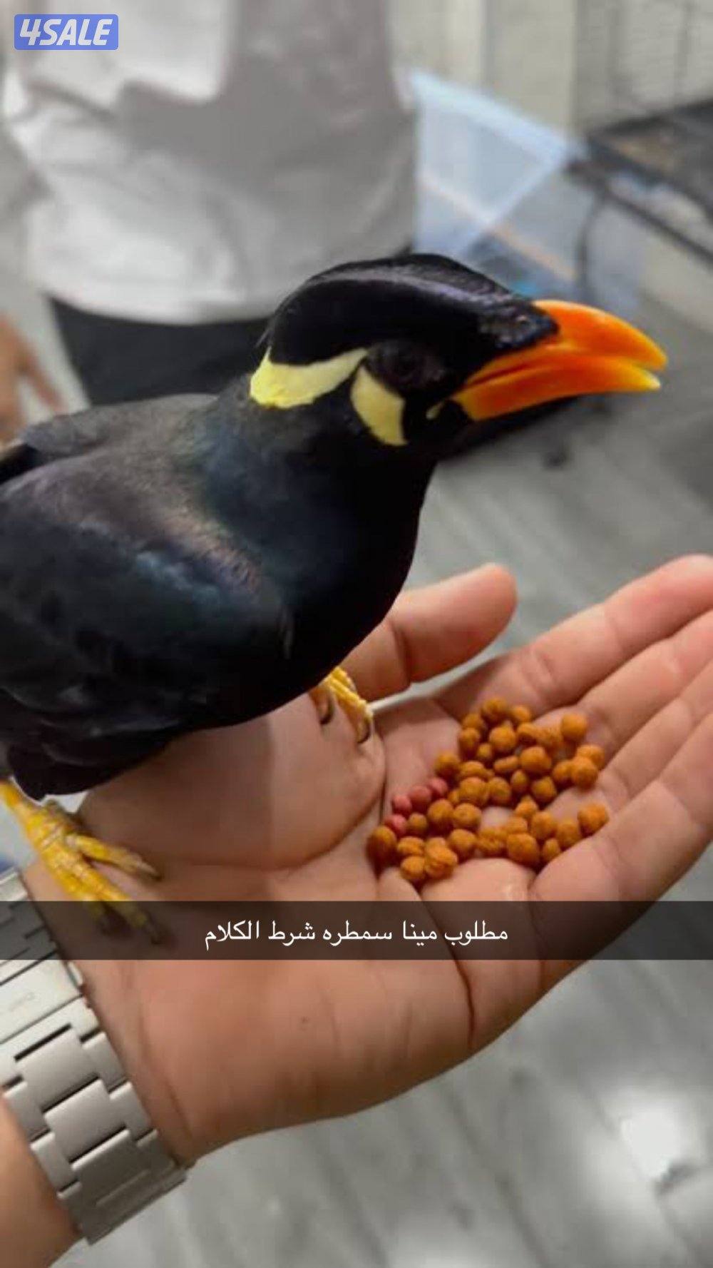 مطلوب مينا سمطره شرط الكلام0