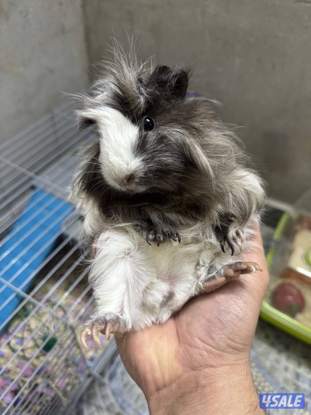 هامستر سوري & غيني بيغ 🐹💕 Syrian Hamster7