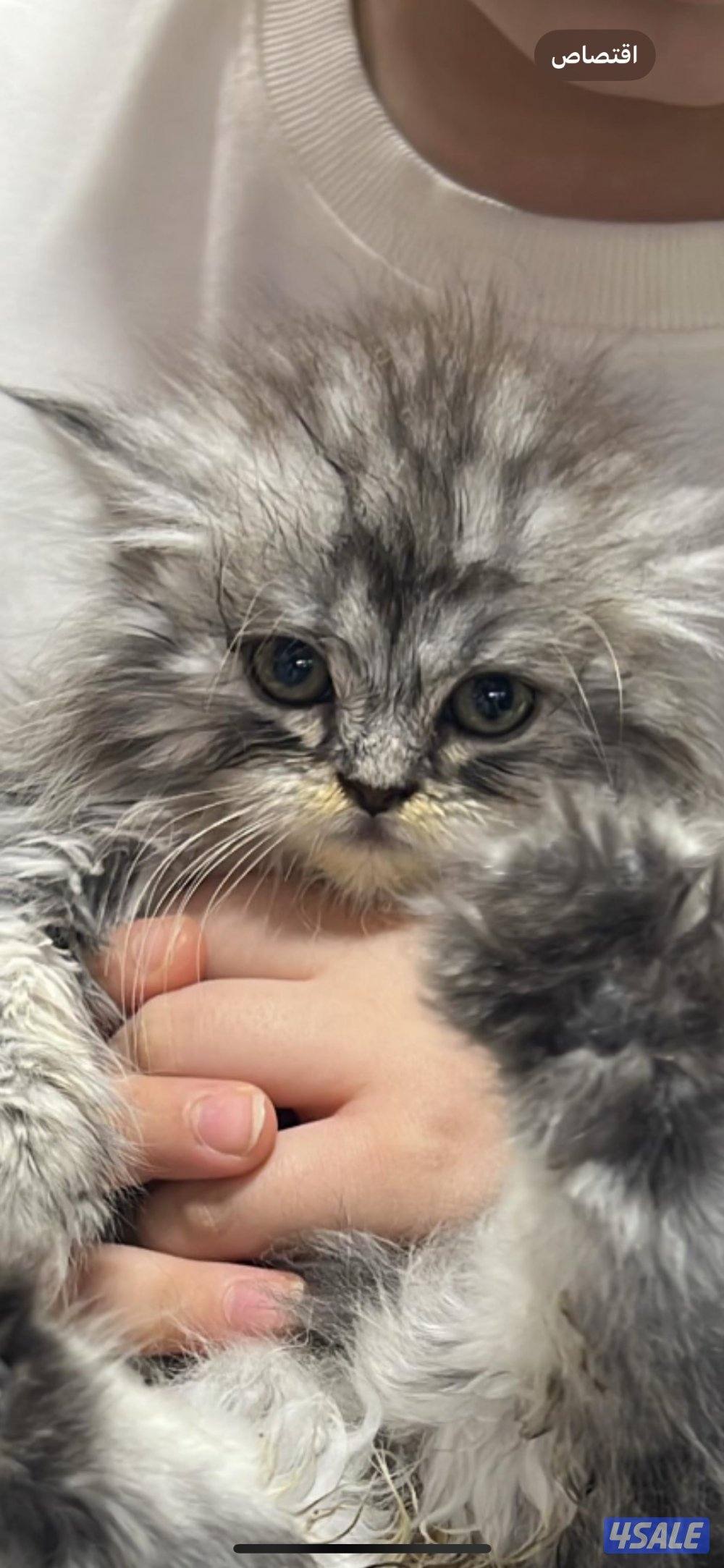 الكويت الصباحيه0