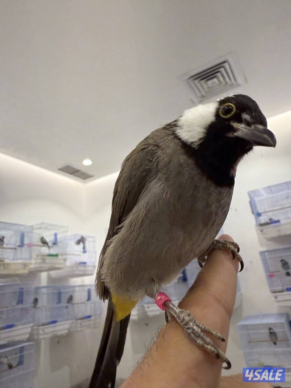 منطقة بيان1