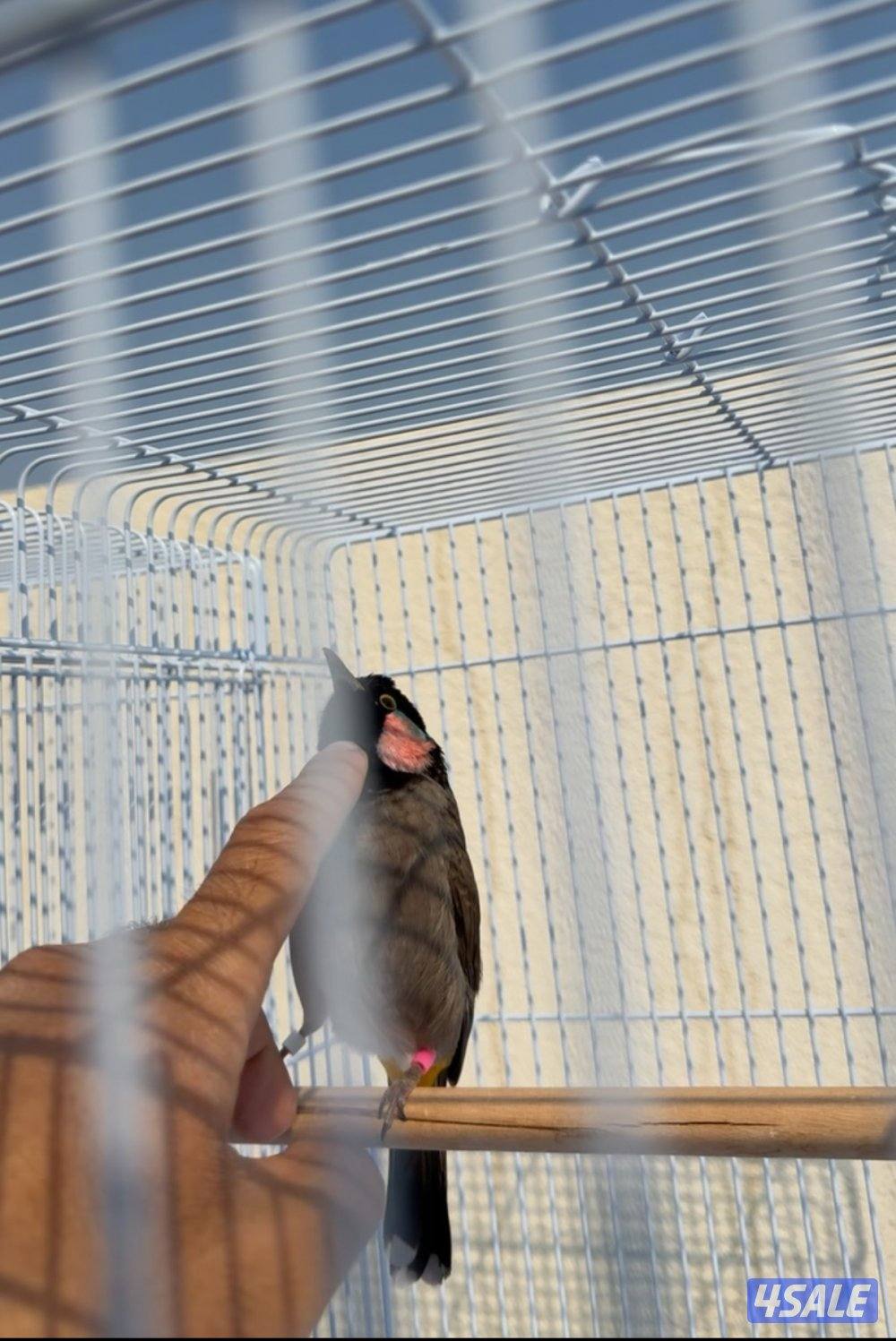 منطقة بيان3