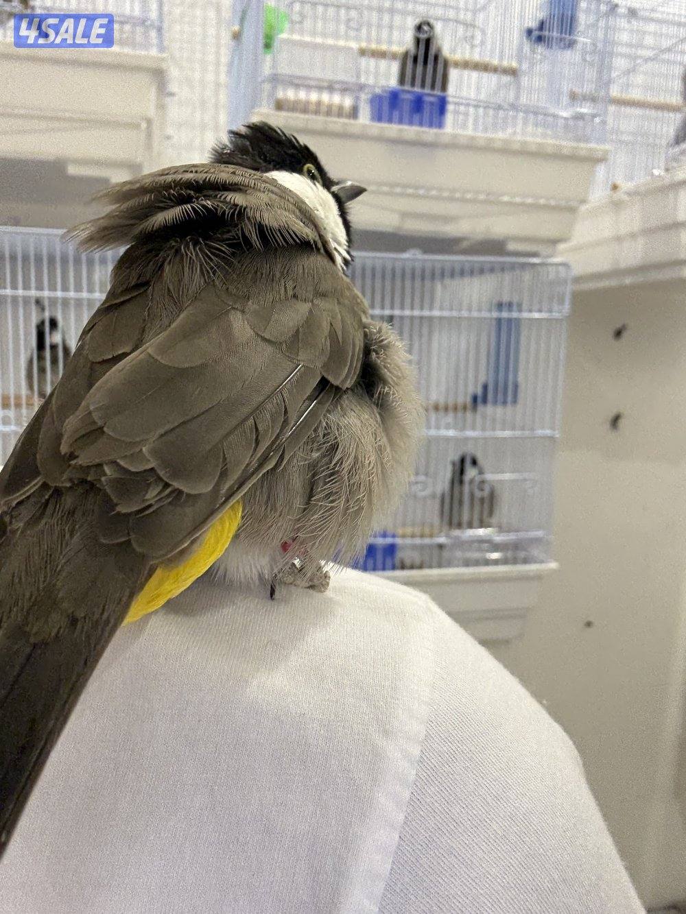 منطقة بيان4