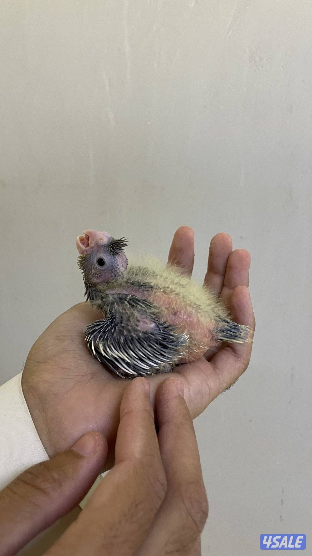 للبيع فروخ كروان1