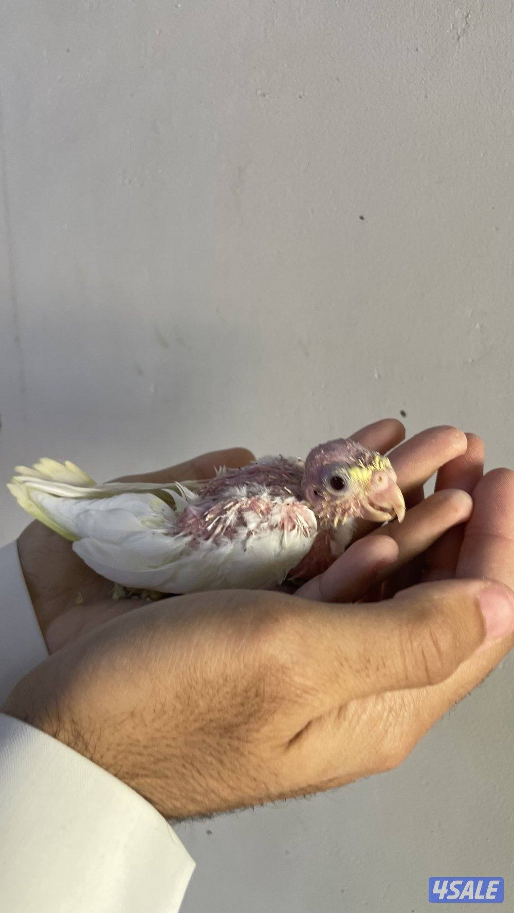 للبيع فروخ كروان2